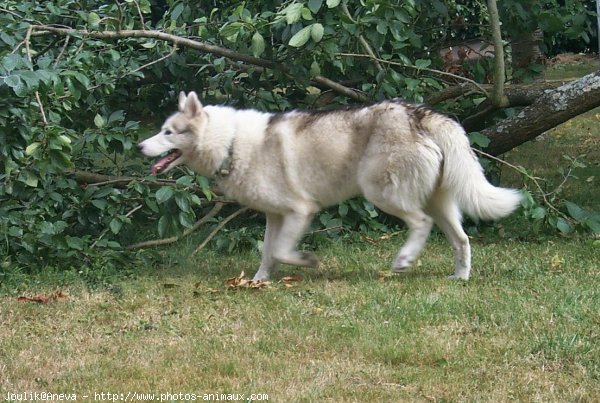 Photo de Husky siberien