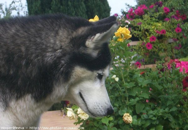 Photo de Husky siberien