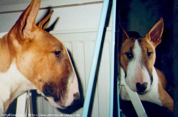 Photo de Bull terrier miniature