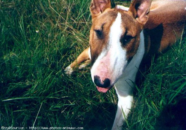 Photo de Bull terrier miniature