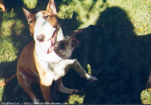 Photo de Bull terrier miniature