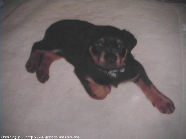 Photo de Rottweiler