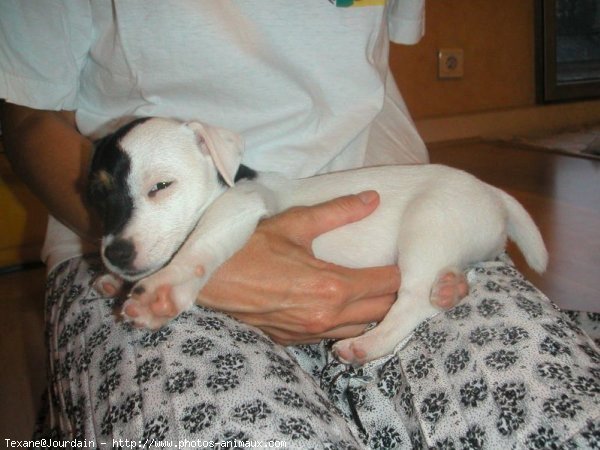 Photo de Jack russell terrier