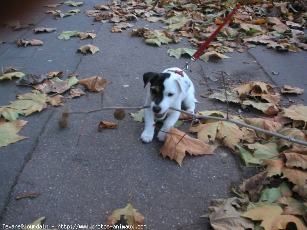 Photo de Jack russell terrier