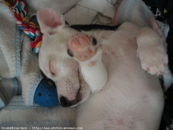 Photo de Jack russell terrier