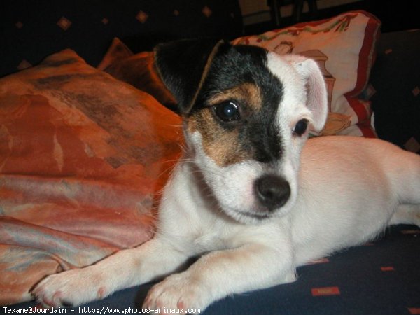 Photo de Jack russell terrier