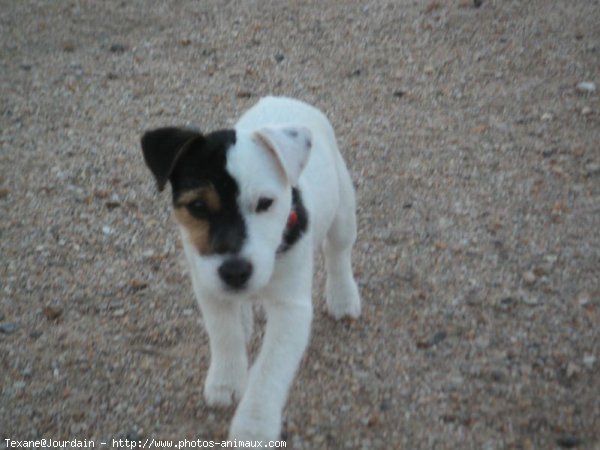 Photo de Jack russell terrier