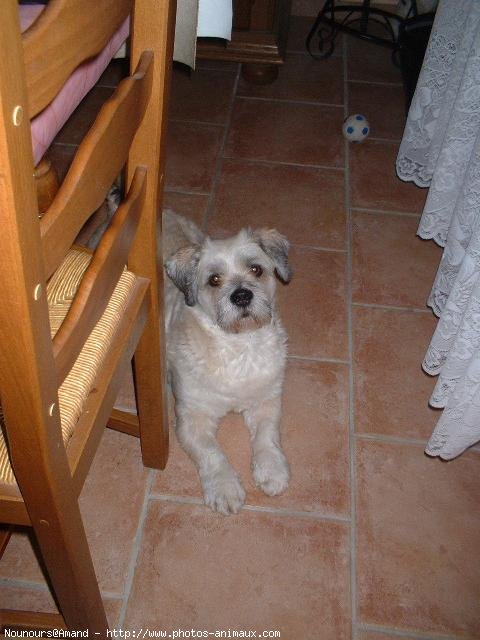 Photo de Lhassa apso