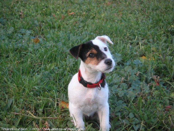 Photo de Jack russell terrier