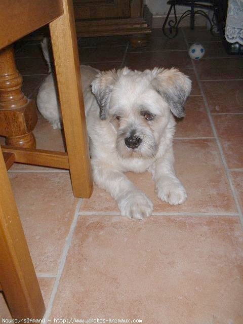 Photo de Lhassa apso