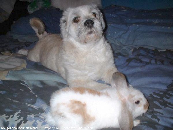 Photo de Lhassa apso