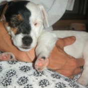 Photo de Jack russell terrier