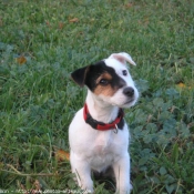 Photo de Jack russell terrier