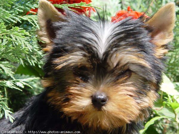 Photo de Yorkshire terrier