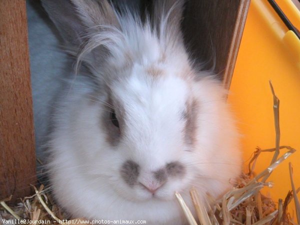 Photo de Lapin