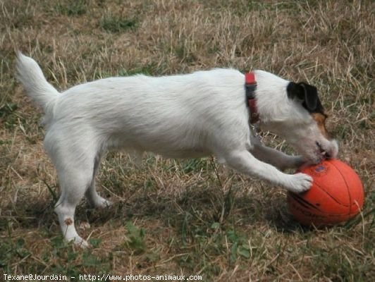 Photo de Jack russell terrier