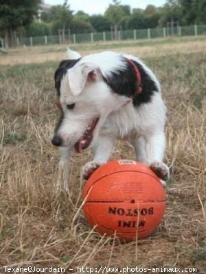 Photo de Jack russell terrier