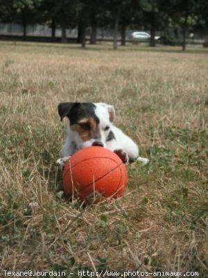 Photo de Jack russell terrier