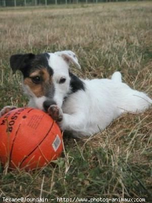 Photo de Jack russell terrier