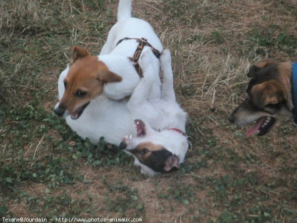 Photo de Jack russell terrier