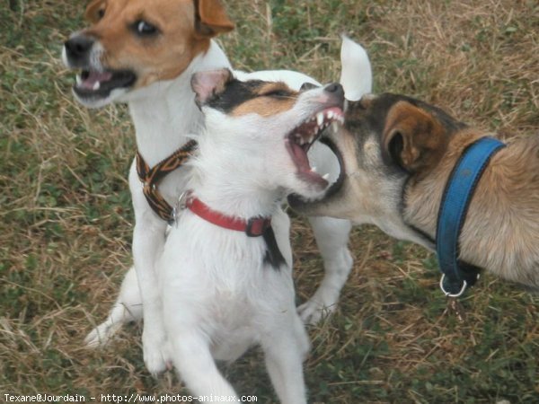 Photo de Jack russell terrier