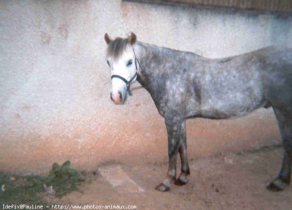 Photo de Poney franais de selle