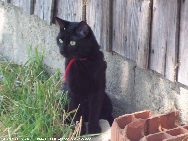 Photo de Chat domestique