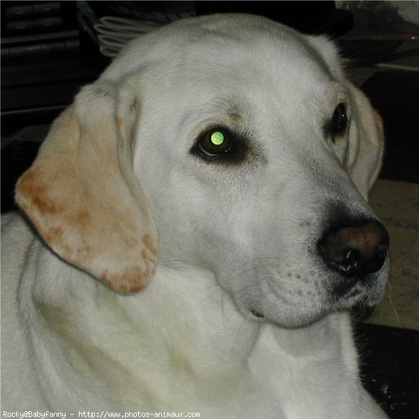 Photo de Labrador retriever