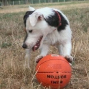 Photo de Jack russell terrier