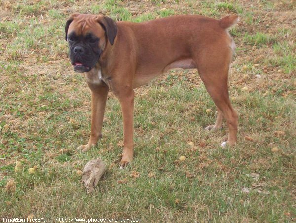 Photo de Boxer