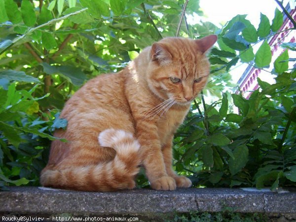 Photo de Chat domestique