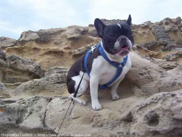 Photo de Bouledogue franais