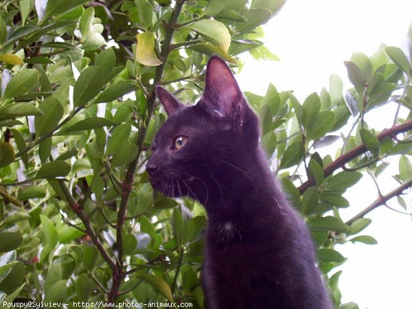 Photo de Chat domestique