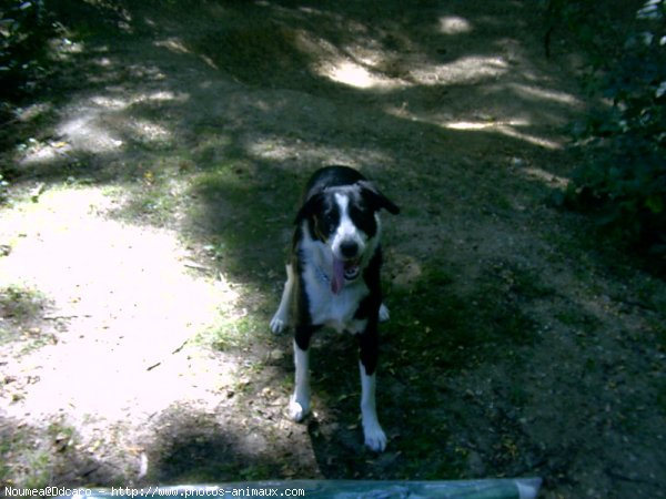 Photo de Border collie