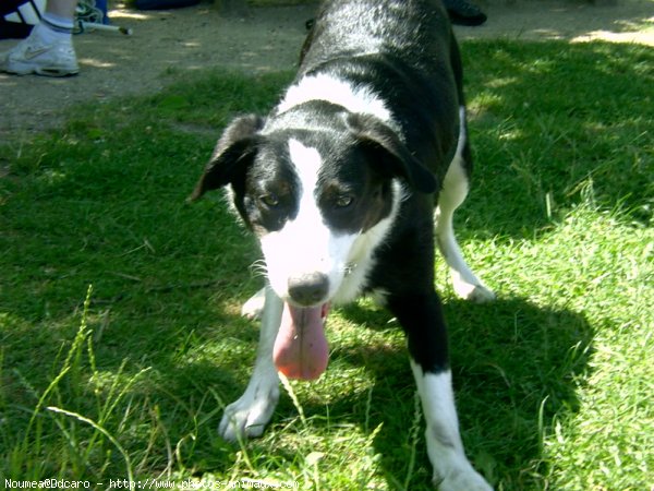 Photo de Border collie