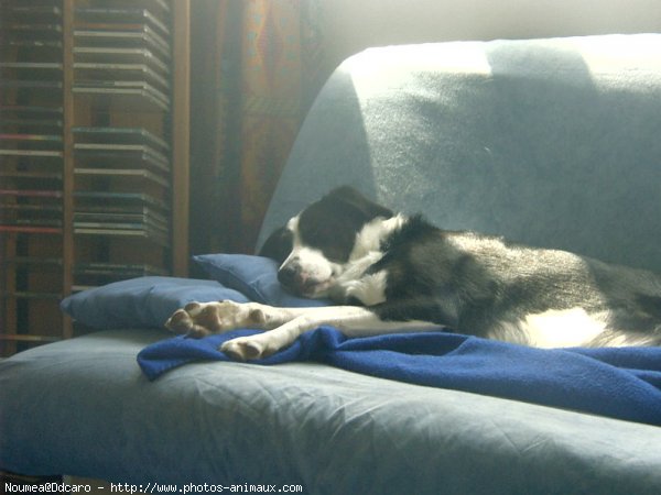 Photo de Border collie