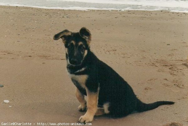 Photo de Berger allemand  poil court