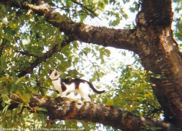 Photo de Chat domestique