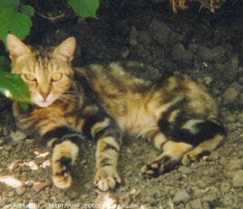 Photo de Chat domestique