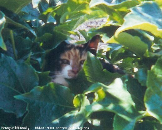 Photo de Chat domestique