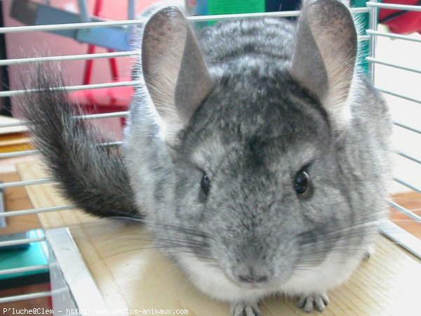 Photo de Chinchilla