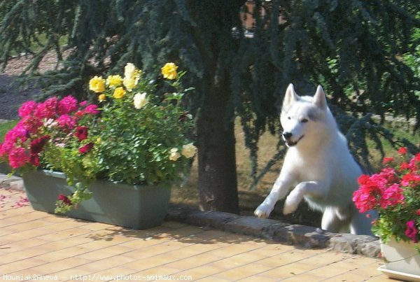 Photo de Husky siberien