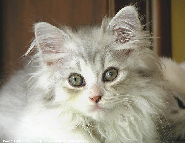 Photo de British longhair