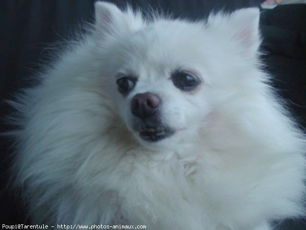 Photo de Spitz moyen