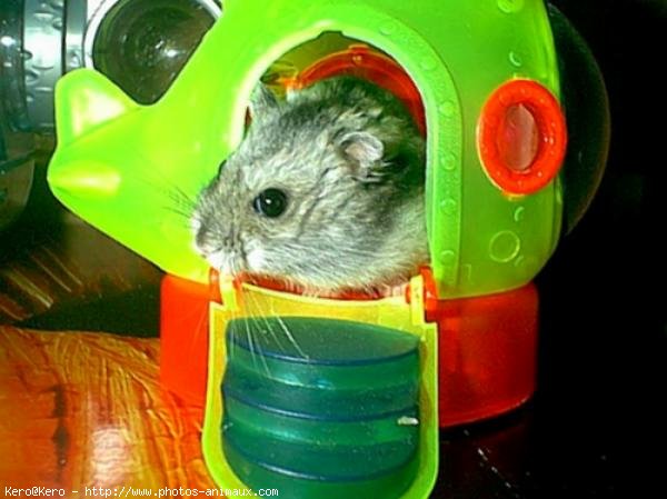 Photo de Hamster