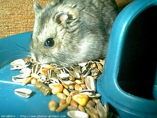 Photo de Hamster