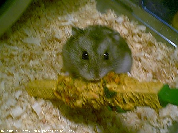 Photo de Hamster