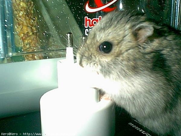 Photo de Hamster