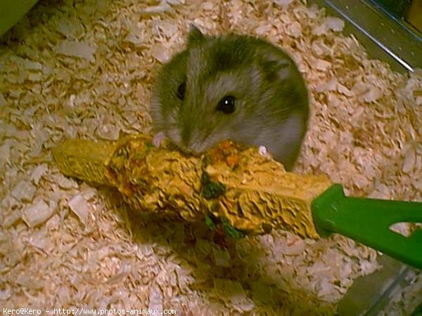 Photo de Hamster