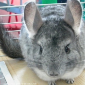 Photo de Chinchilla